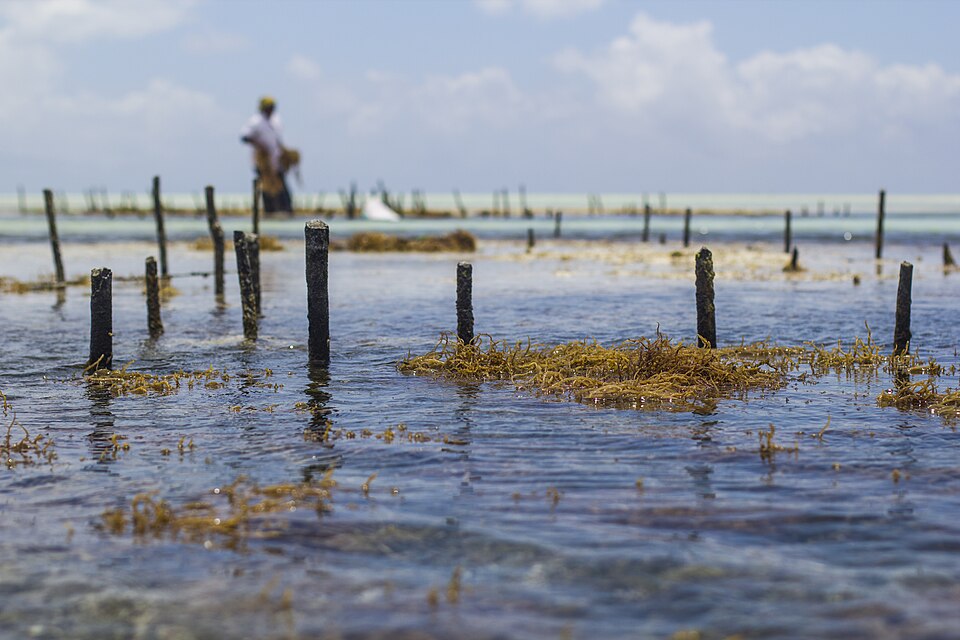 Paje, Zanzibar